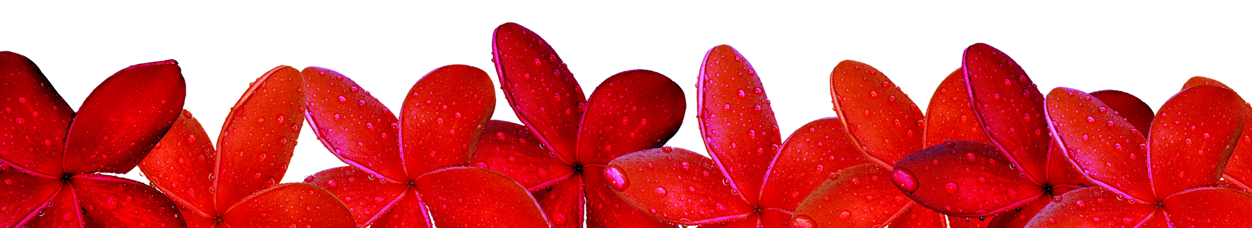 graphic pattern border frame decoration of flower